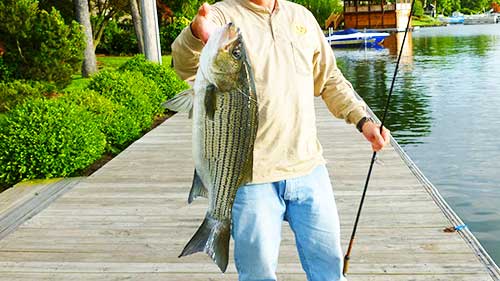 hybrid striped bass post